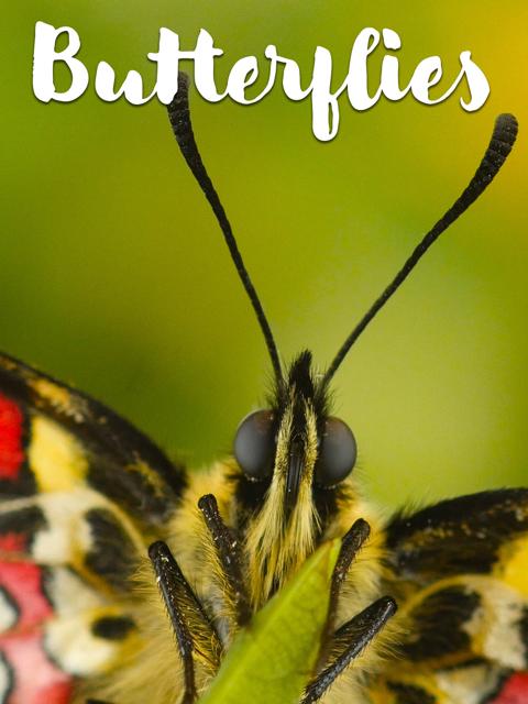 Movie poster for Butterflies