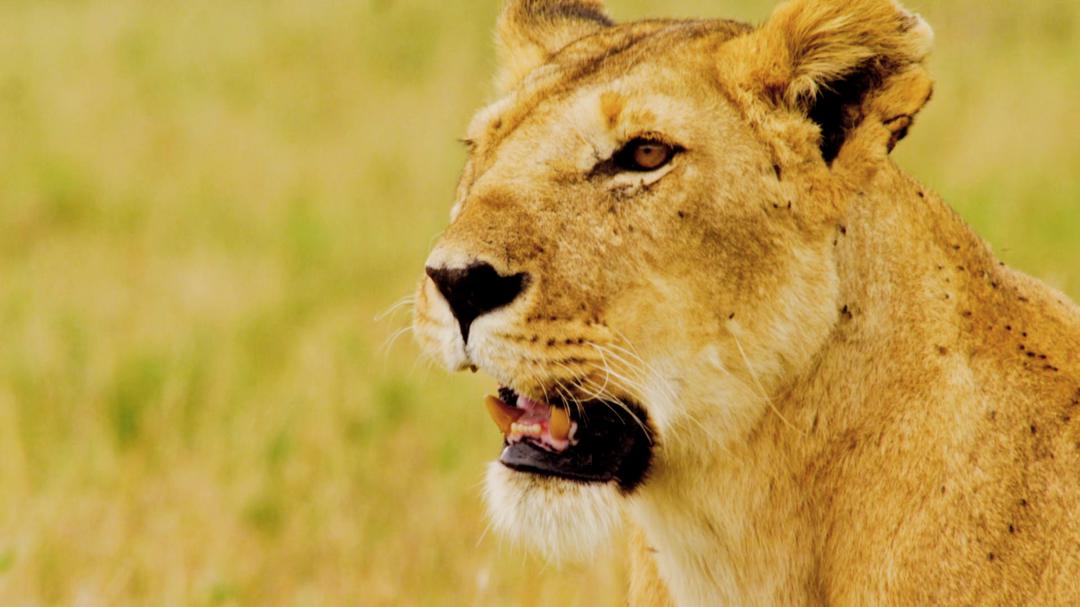 Background image for Pride Ruler at Risk