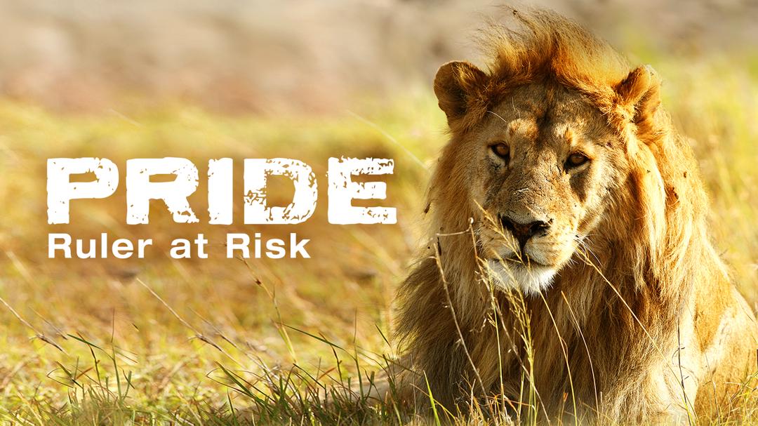 Pride Ruler at Risk