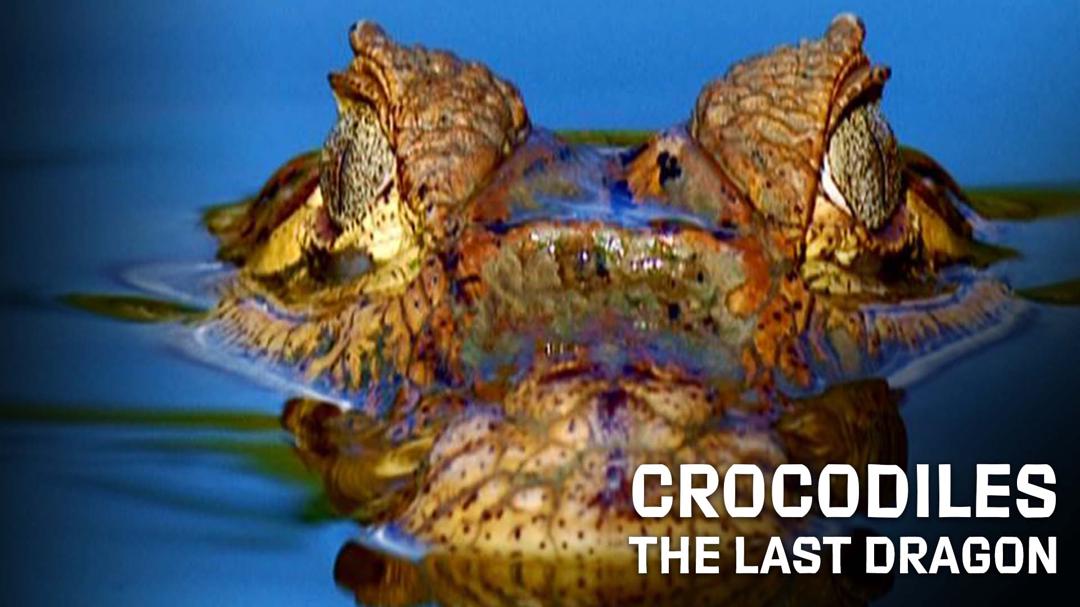 Crocodiles - The Private Life of Primeaval Reptiles