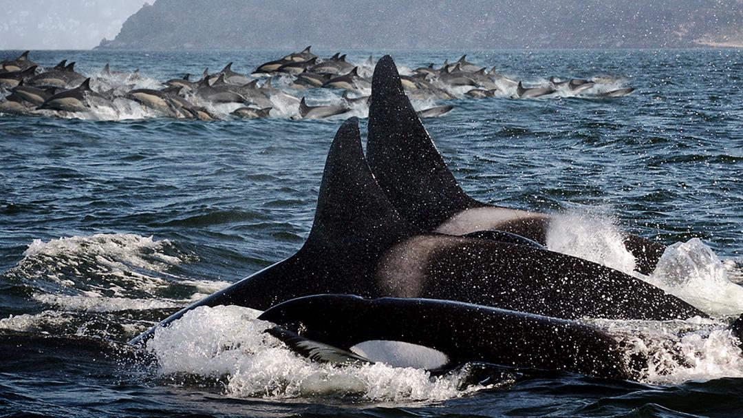 Background image for Killer Whales: the Mega Hunt