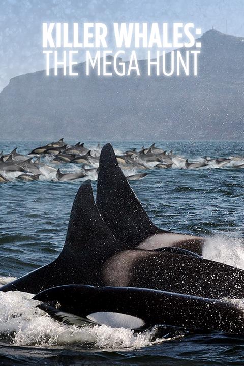 Movie poster for Killer Whales: the Mega Hunt