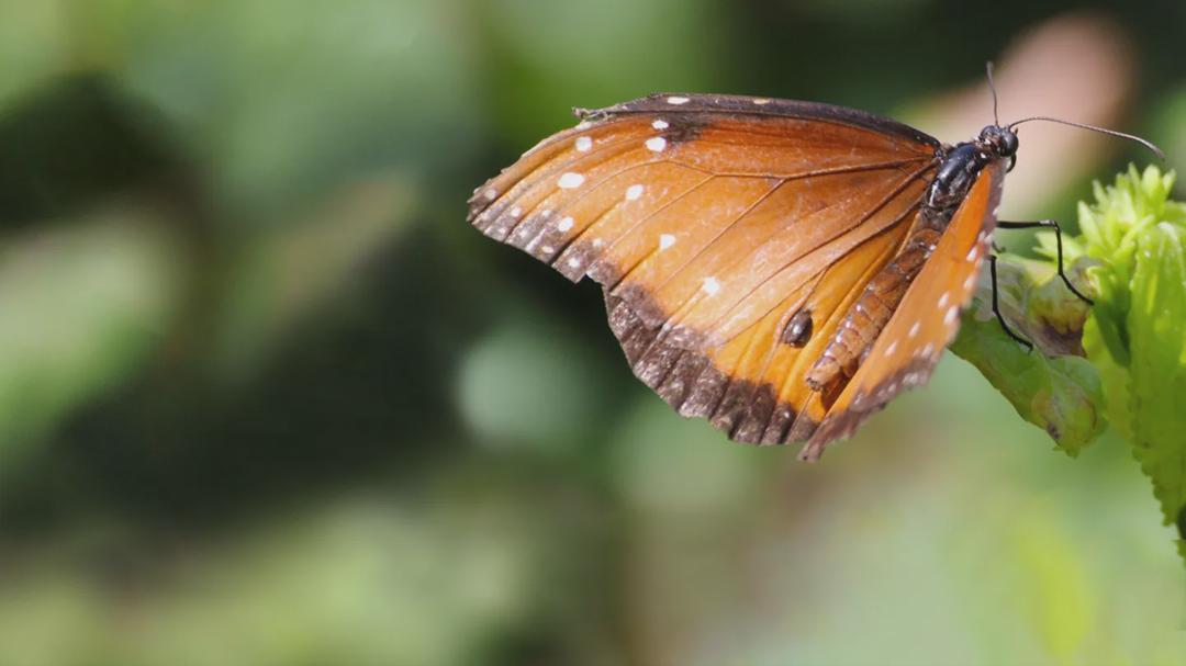 Background image for Flight of the Monarch Butterfly