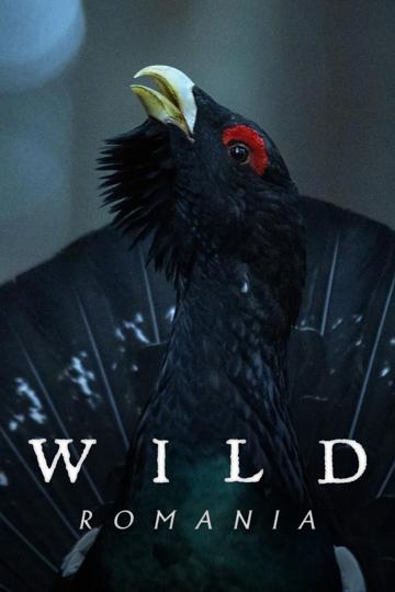 Wild Romania