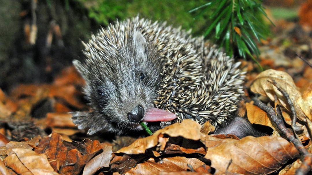 Background image for Year of the Hedgehog