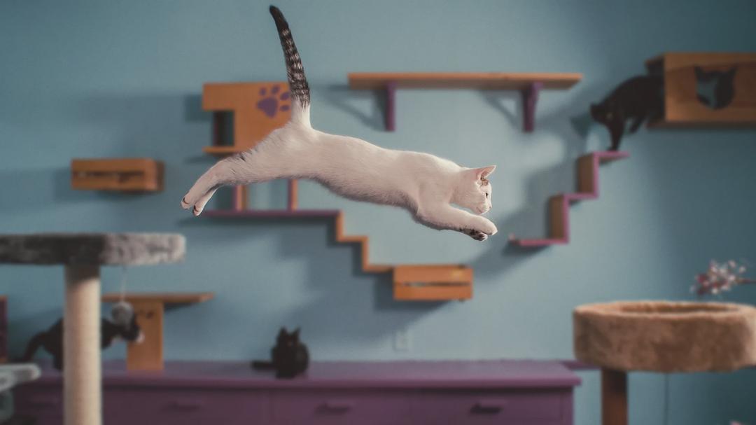 Background image for Inside the Mind of a Cat