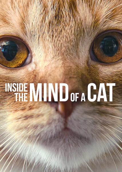 Inside the Mind of a Cat
