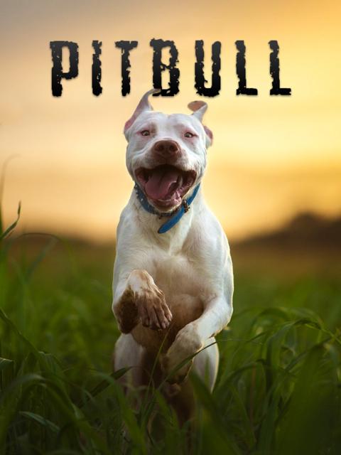 Poster för Pitbull