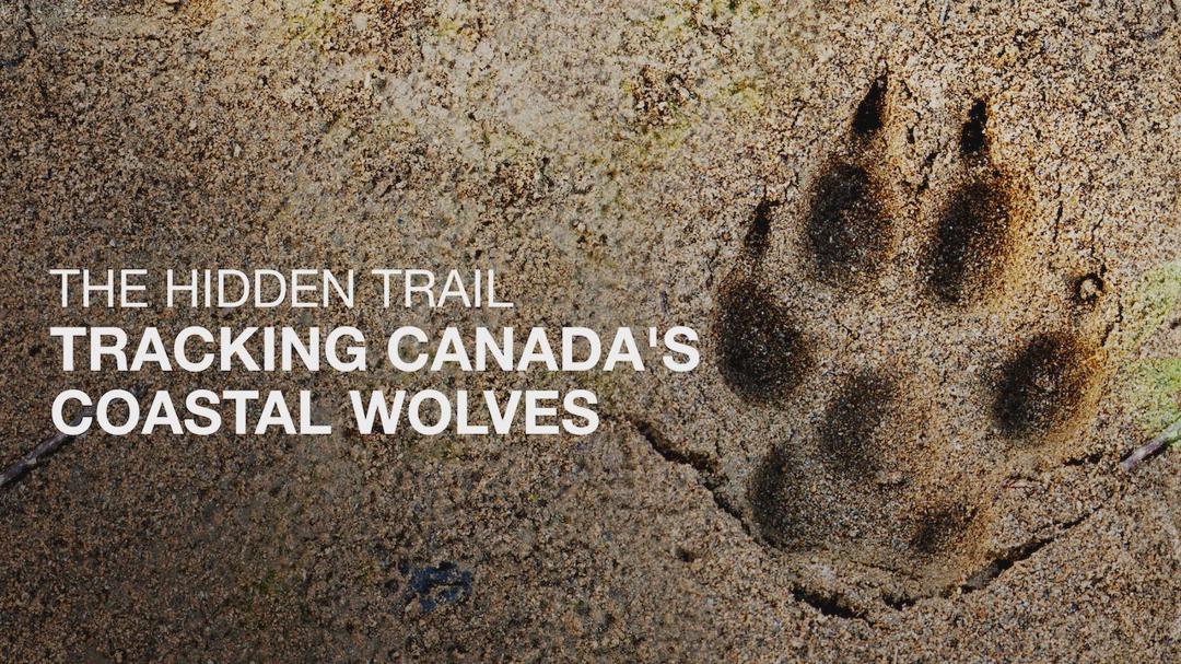 The Hidden Trail: Tracking Canada's Coastal Wolves
