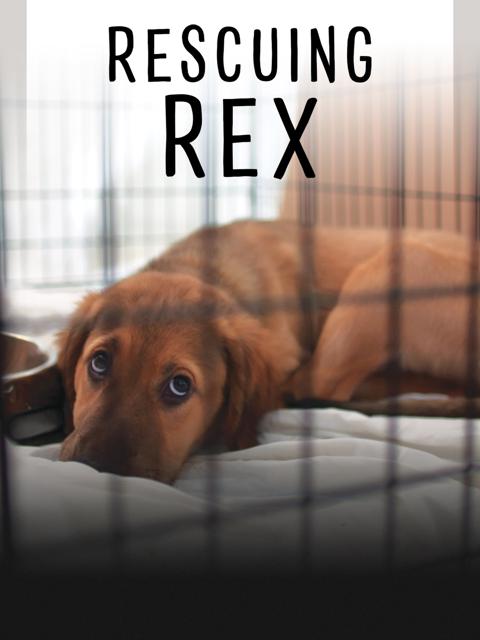 Movie poster for Rescuing Rex
