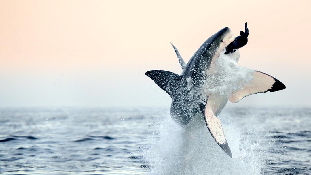 Background image for Air Jaws: Back From The Dead