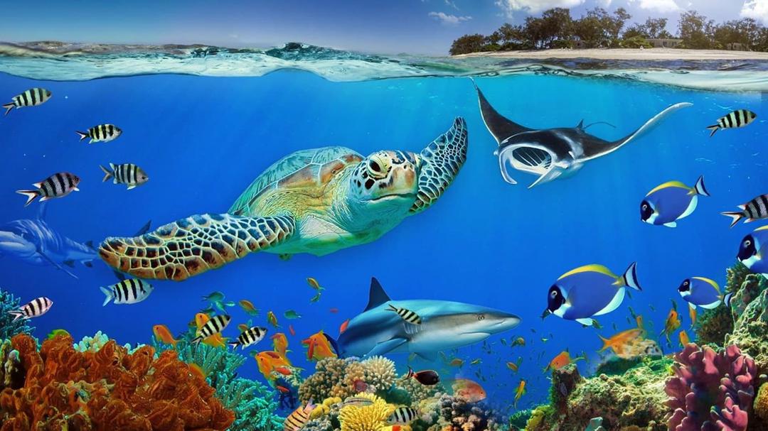 Background image for The Great Barrier Reef