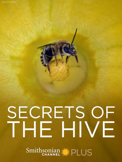 Poster för Secrets of the Hive