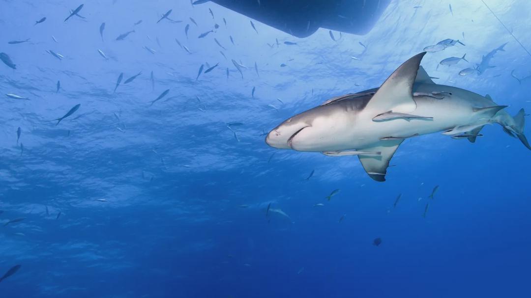 Background image for Saved From a Shark