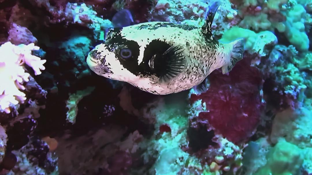 Background image for Coral Reef: Magic of the Indo-Pacific