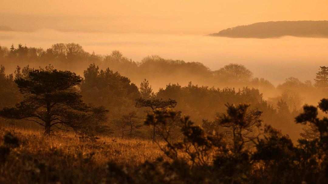 Background image for Dawn Chorus: The Sounds of Spring