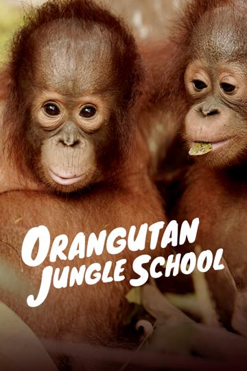 Orangutan Jungle School