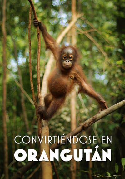 Series poster for Orangutan Jungle School