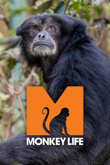 Monkey Life