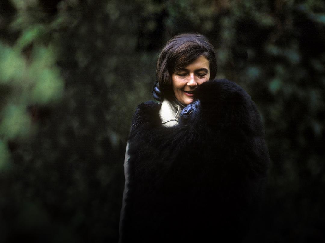 Background image for Dian Fossey: Secrets in the Mist