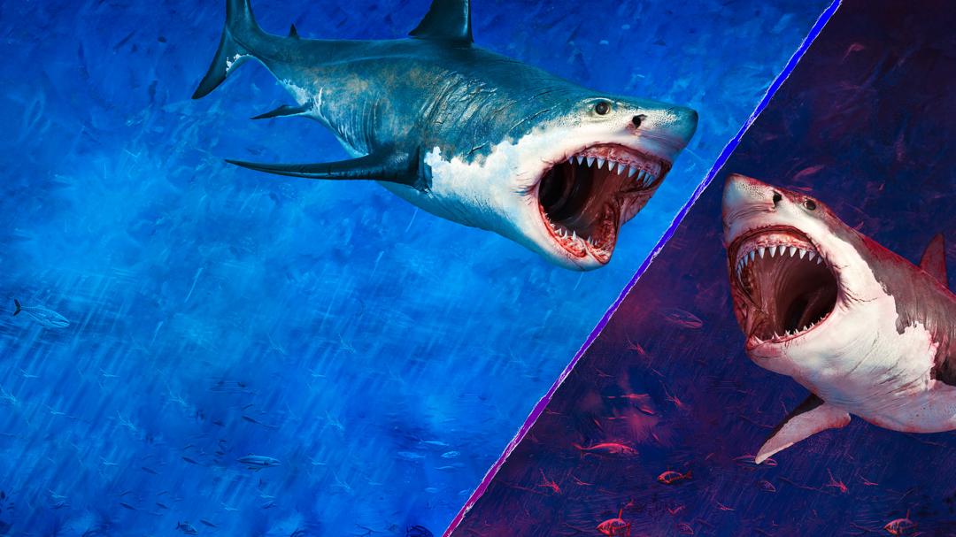 Background image for Jaws vs. the Meg