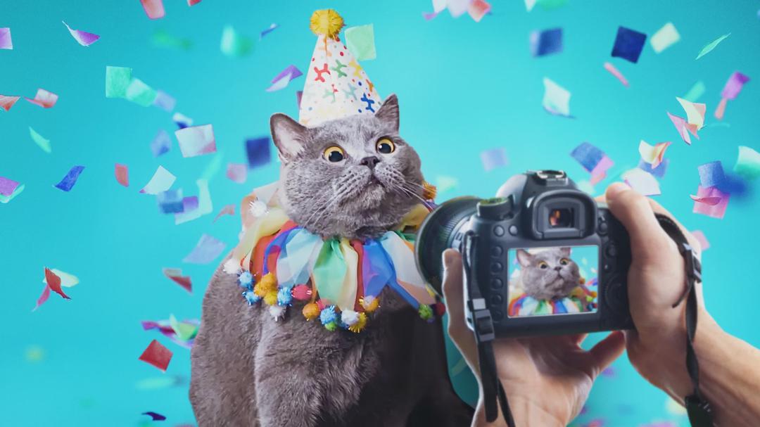 Background image for Pet Stars