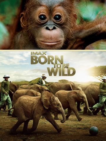 Born to Be Wild — plakat