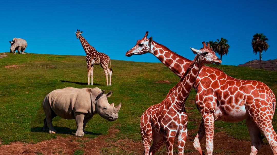 Background image for The Zoo: San Diego