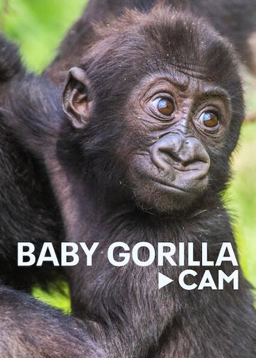 Gorillák élőben poszter