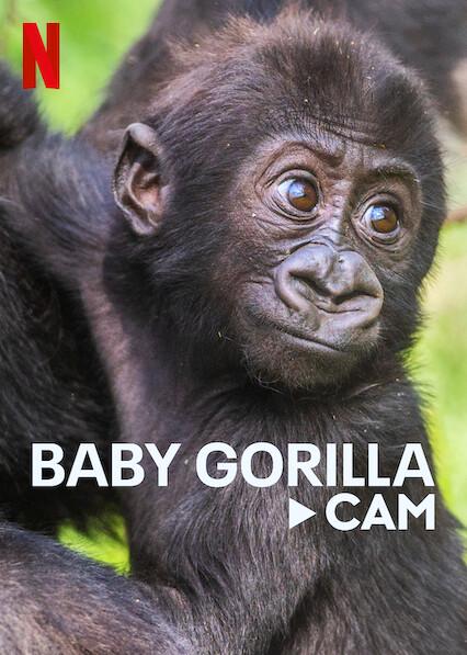 Poster för Baby Gorilla Cam