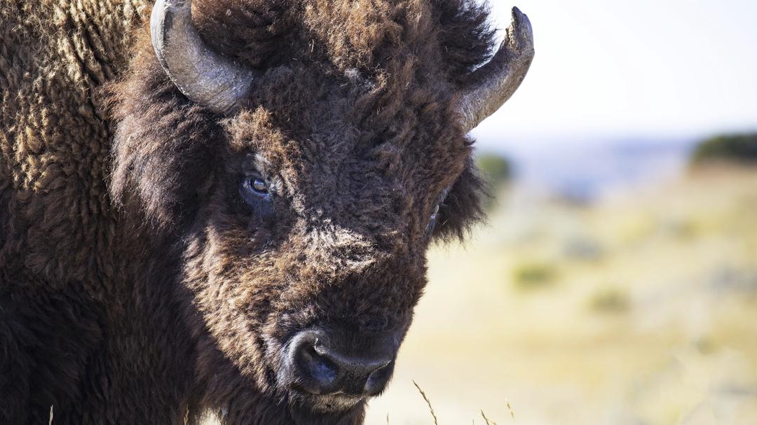 Background image for The American Buffalo