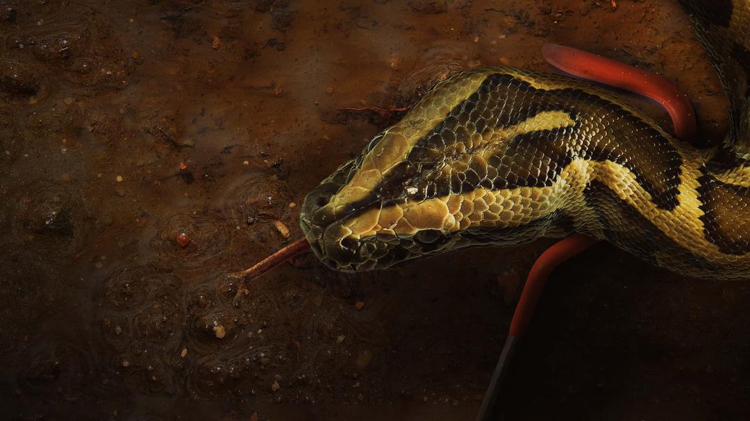 Background image for Swamp People: Serpent Invasion