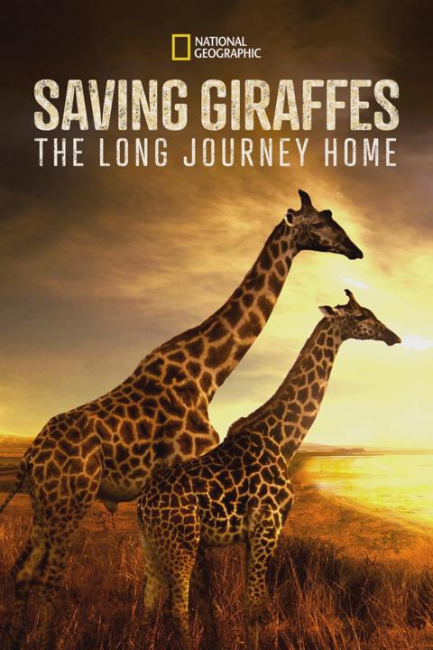 Poster för Saving Giraffes: The Long Journey Home