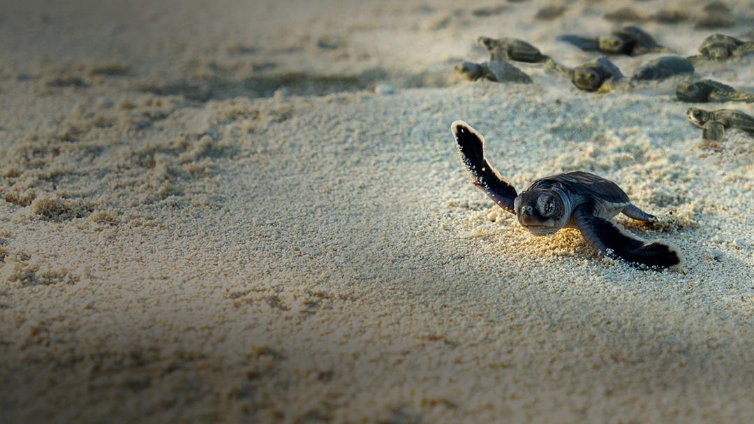 Background image for Incredible Animal Journeys