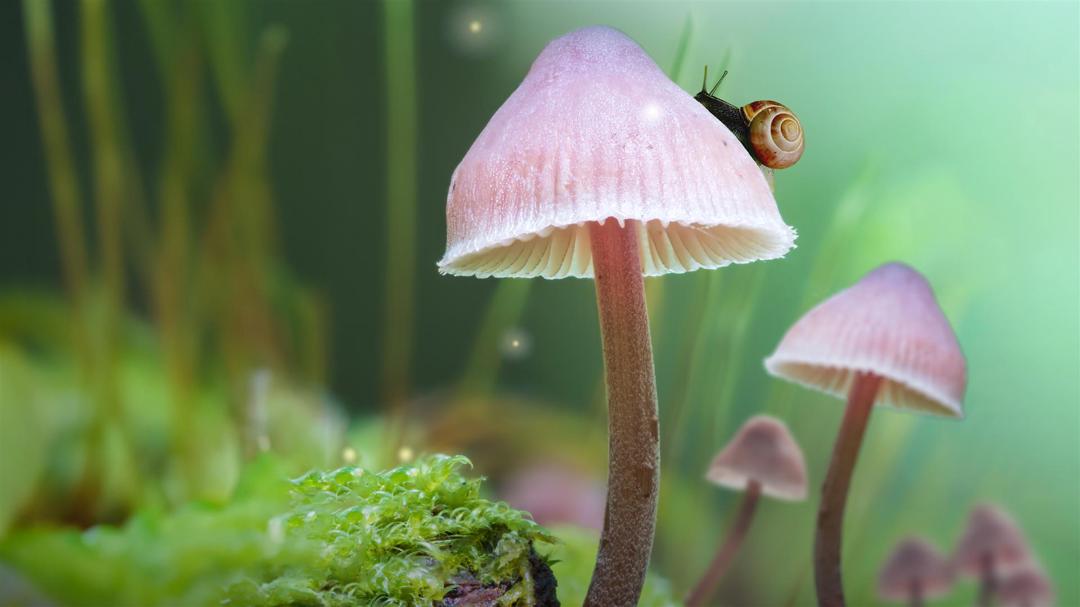 Background image for Fungi: The Web of Life