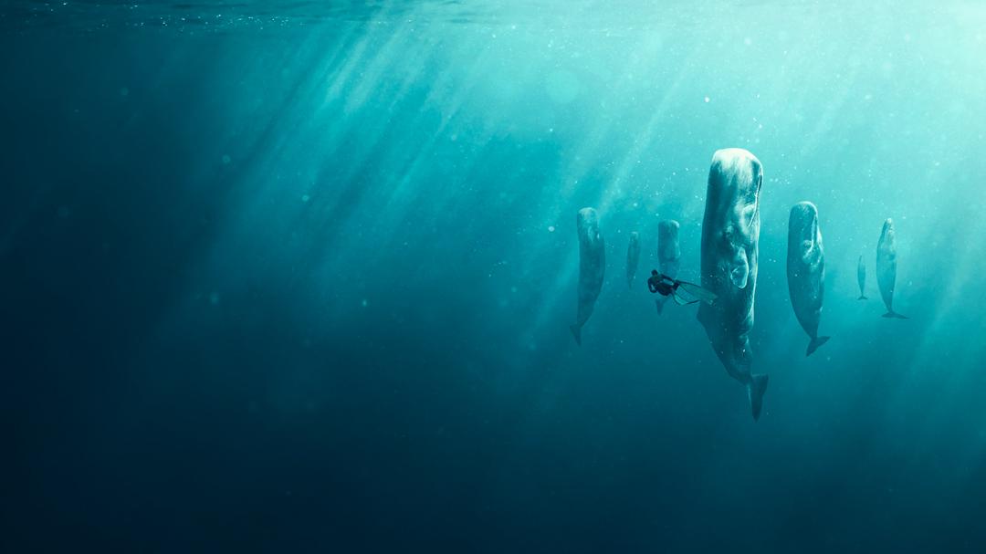 Background image for Whale with Steve Backshall