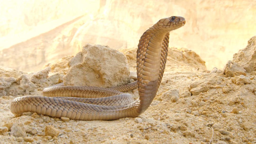 Background image for Wildest Middle East