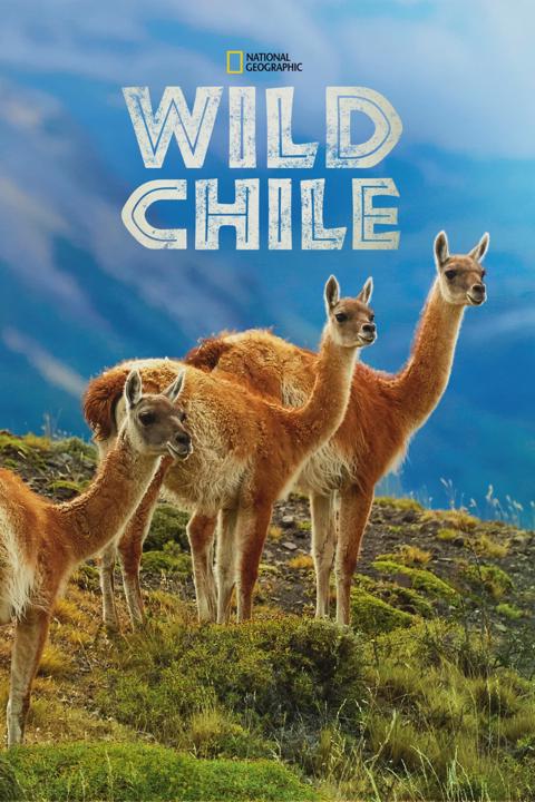 Poster för Wild Chile