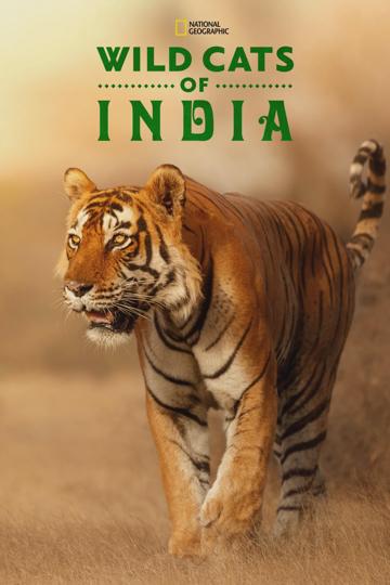 India vadmacskái poszter