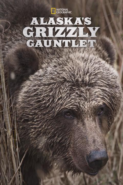 Poster för Alaska's Grizzly Gauntlet