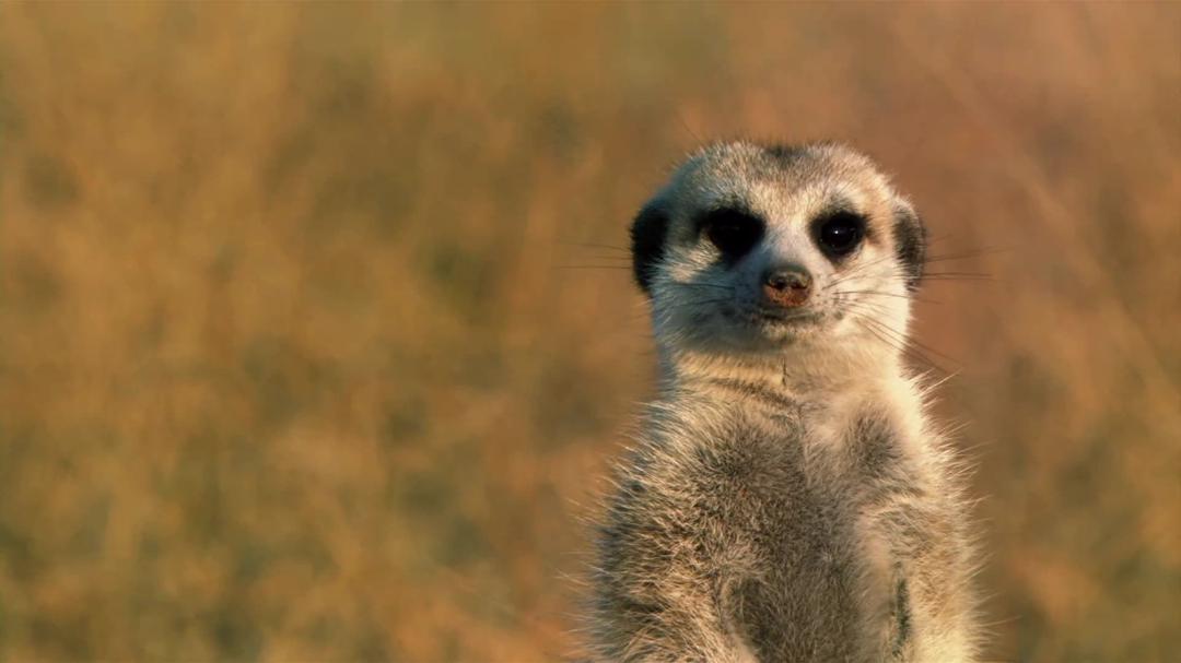 Background image for Meet The Meerkats