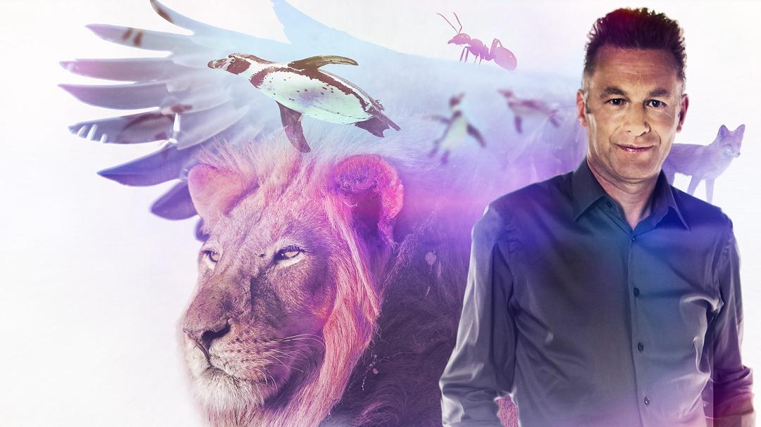 Background image for The Wonder of Animals