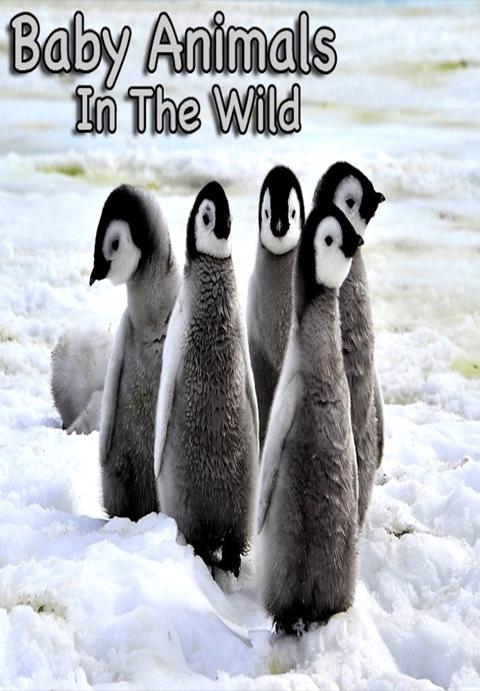 Series poster for Baby Animals In The Wild
