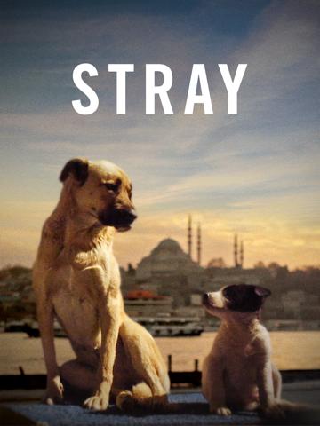 Stray poszter