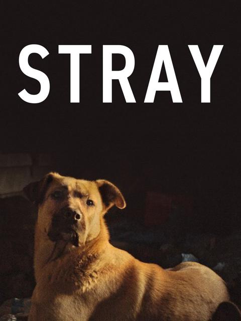Poster för Stray
