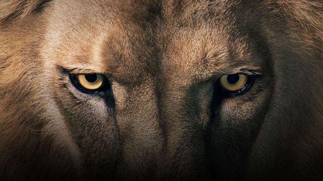 Background image for The Secret Lives Of Big Cats
