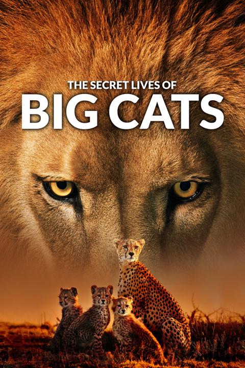 Series poster for The Secret Lives Of Big Cats