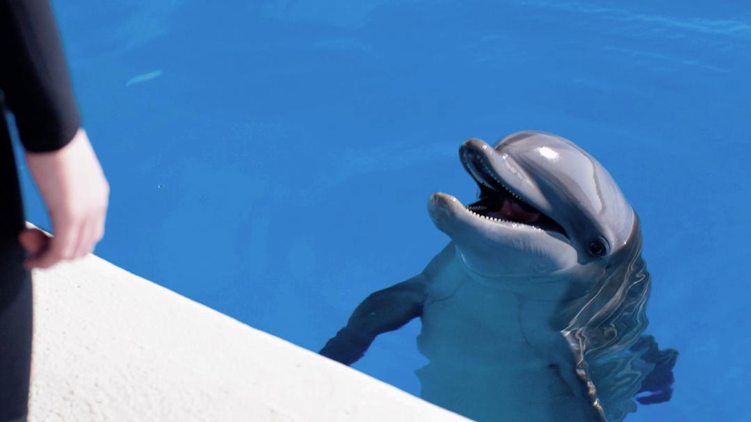 Background image for Bernie the Dolphin