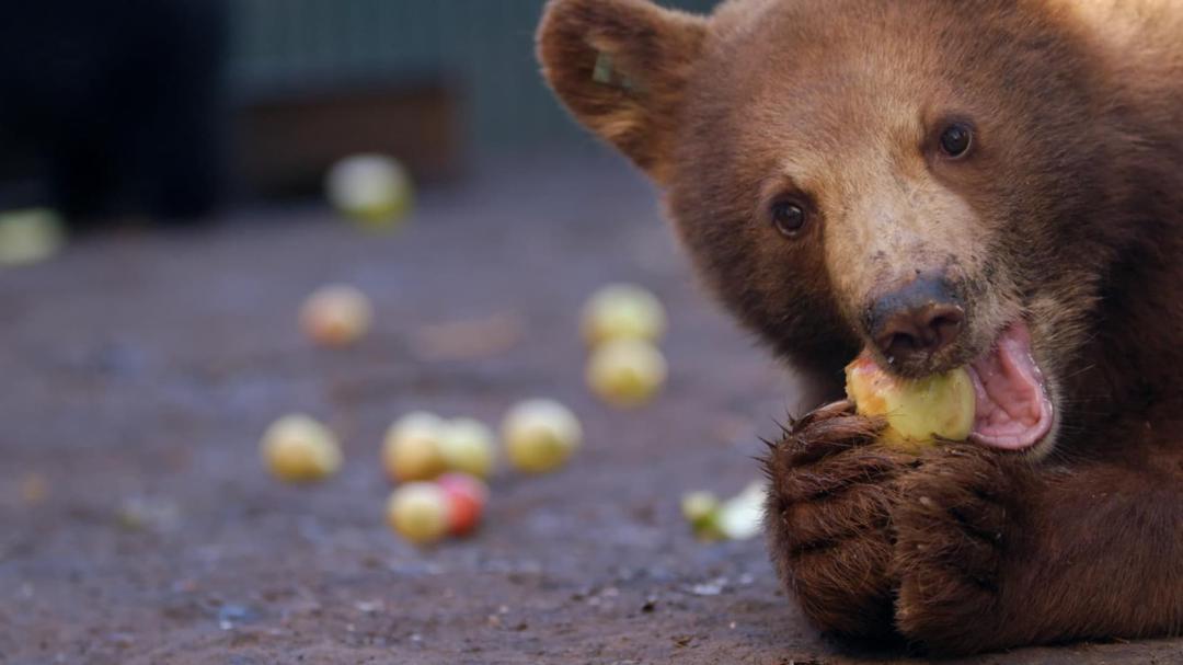 Background image for Wild Bear Rescue