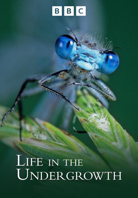 Series poster for Life in the Undergrowth
